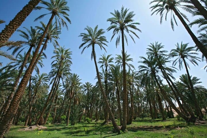 8-Day-Tunisia-Desert-to-Mediterranean-History-and-Oasis-Tour photo 6