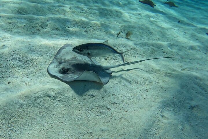 Cozumel Snorkeling: El Cielo, Palancar, El Cielito and Colombia Reef Adventure photo 1