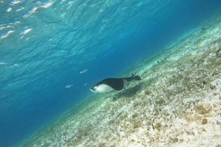 Cozumel Snorkeling: El Cielo, Palancar, El Cielito and Colombia Reef Adventure photo 4