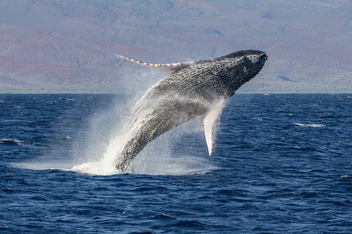 Afternoon Maui Whale Watching with Dinner and Live Hydrophone photo 2