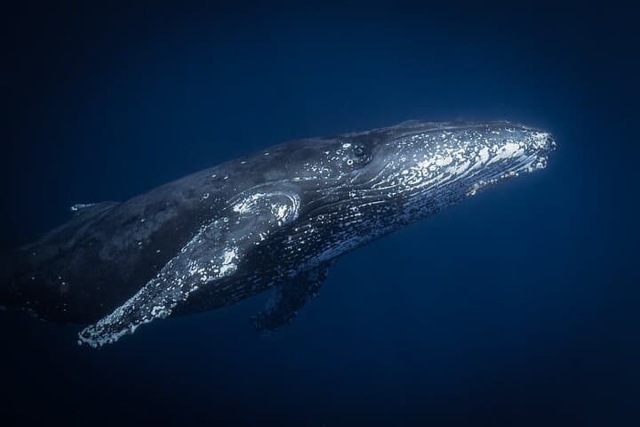 Afternoon Maui Whale Watching with Dinner and Live Hydrophone photo 3
