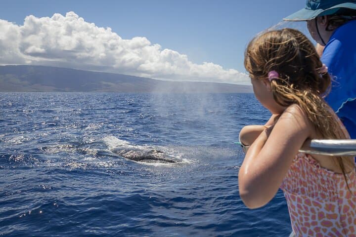 Afternoon Maui Whale Watching with Dinner and Live Hydrophone photo 4