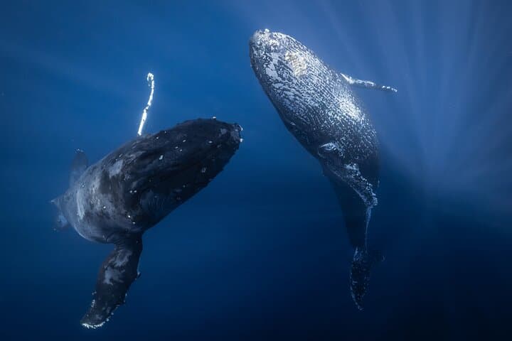 Afternoon Maui Whale Watching with Dinner and Live Hydrophone photo 5