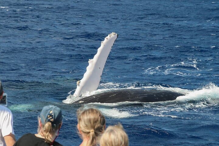 Afternoon Maui Whale Watching with Dinner and Live Hydrophone photo 6