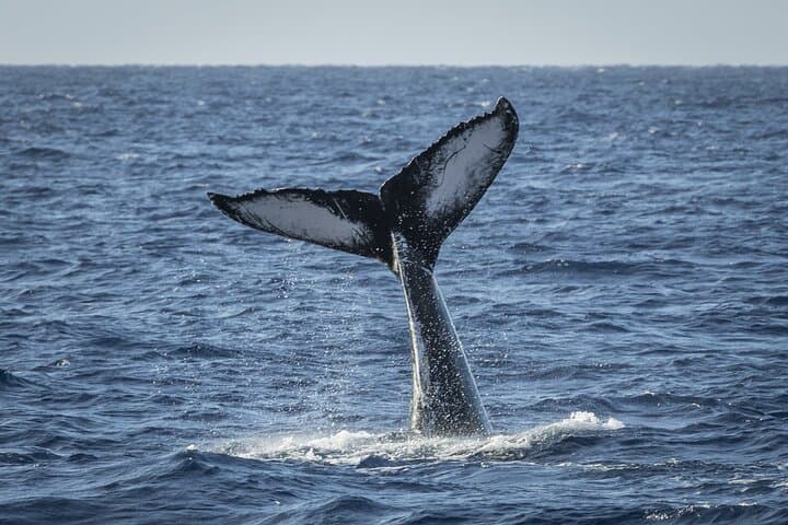 Afternoon Maui Whale Watching with Dinner and Live Hydrophone