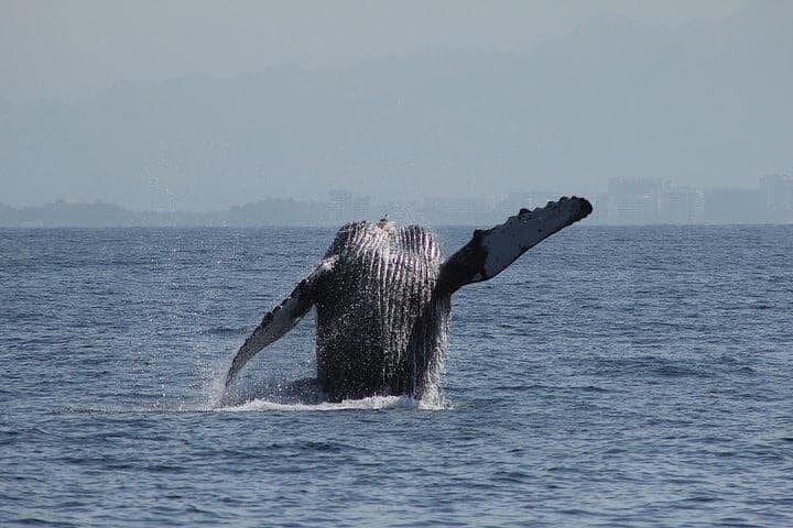 Hydrophone Whale Watching with Marine Biologist in Puerto Vallarta photo 3