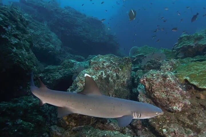 Discovery Scuba Diving at Caño Island: First Dive from Drake Bay photo 2