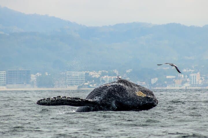 Hydrophone Whale Watching with Marine Biologist in Puerto Vallarta photo 4