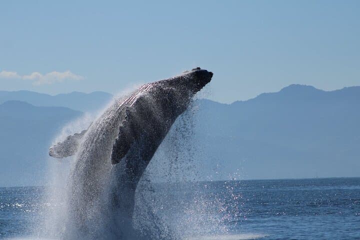 Hydrophone Whale Watching with Marine Biologist in Puerto Vallarta