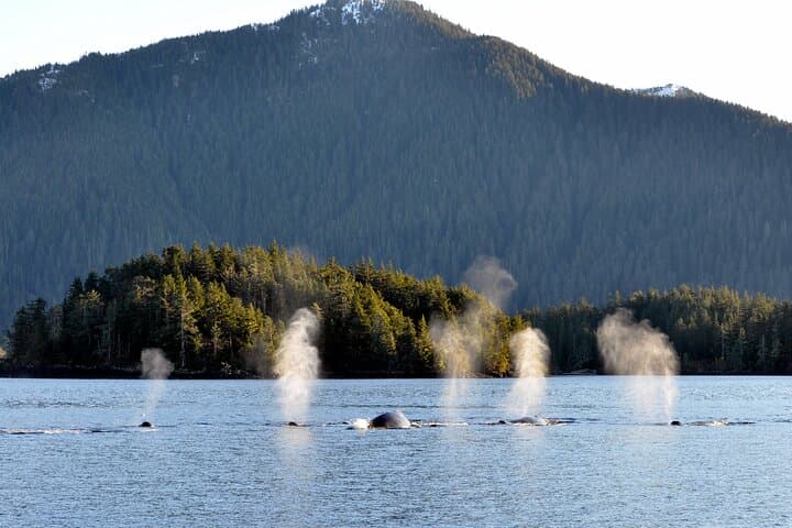 Sitka Coastal Wildlife Cruise Scenic Adventure — 1.5-Hour Wildlife & Glacier Viewing