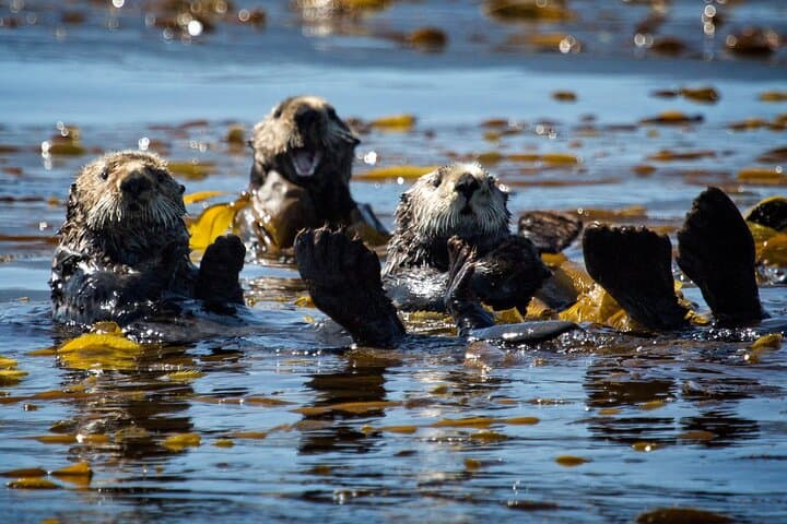 Sitka Coastal Wildlife Cruise Scenic Adventure — 1.5-Hour Wildlife & Glacier Viewing photo 2