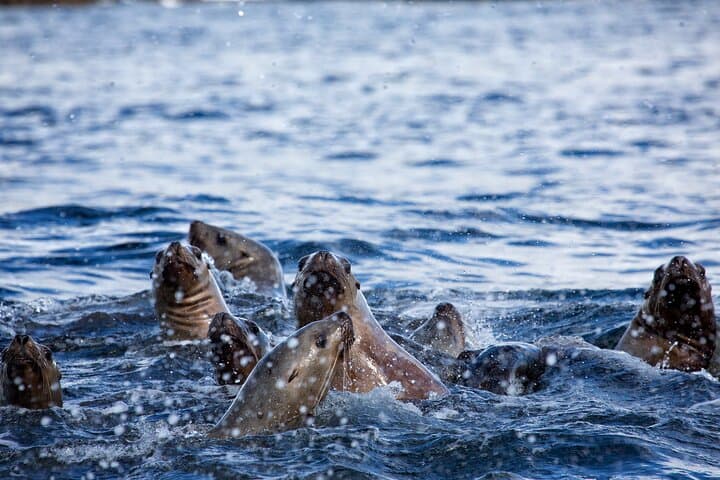 Sitka Coastal Wildlife Cruise Scenic Adventure — 1.5-Hour Wildlife & Glacier Viewing photo 3