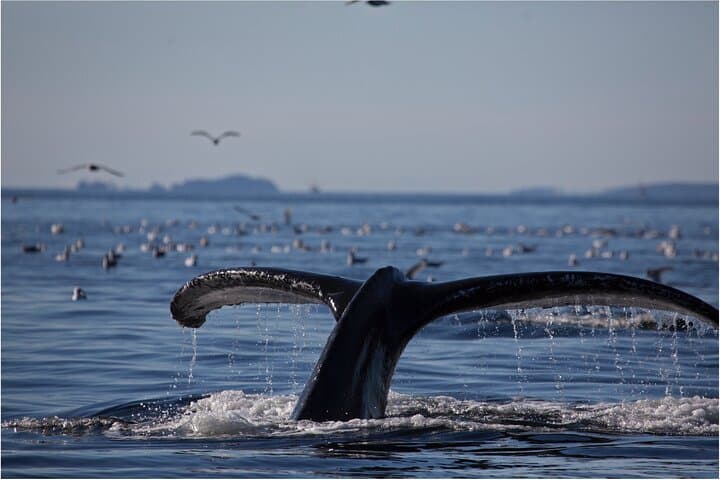 Sitka Coastal Wildlife Cruise Scenic Adventure — 1.5-Hour Wildlife & Glacier Viewing photo 4