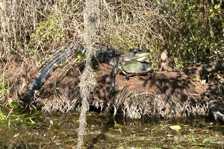 Alexander Springs 4-Hour Guided Kayak Tour and Swim Adventure in Ocala National Forest