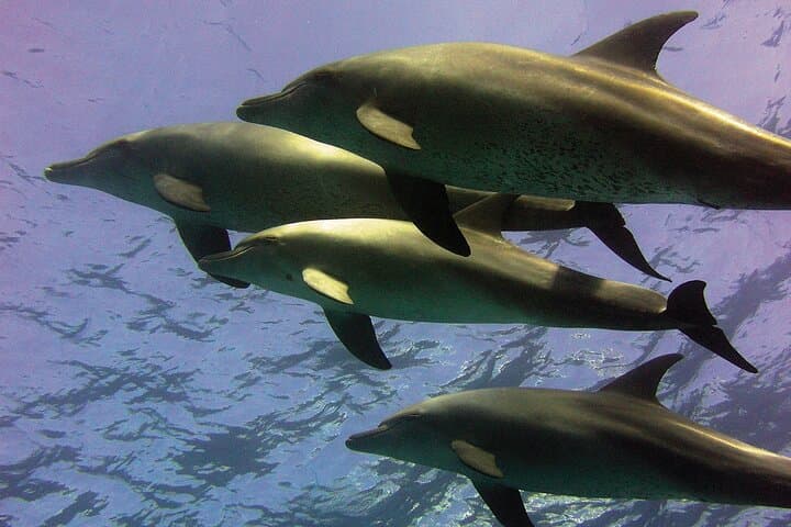 Hurghada Dolphin Snorkeling Cruise to Dolphin House with Buffet Lunch