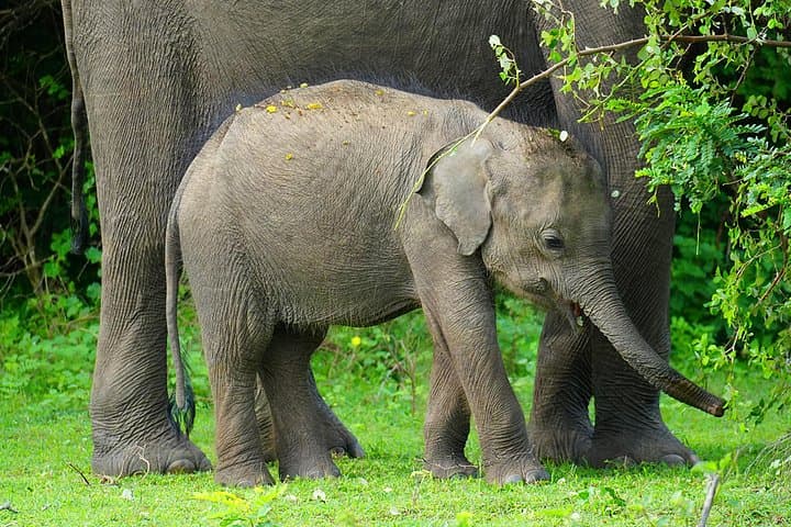 Yala National Park Safari from Hambantota Port — Leopard-Spotting Shore Excursion photo 6