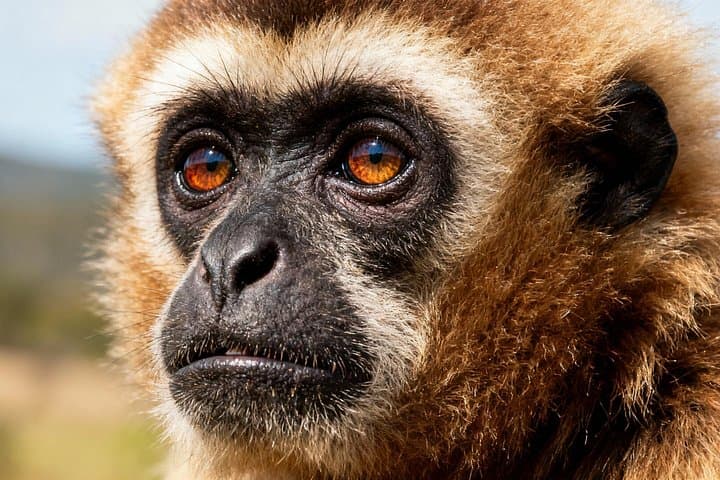 Dawn with Hoolock Gibbons: 2-Day Wildlife Tour from Guwahati to Hoollongapar