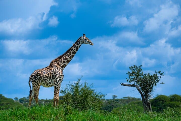 2-Day Tarangire & Ngorongoro Crater Big Five Safari from Arusha