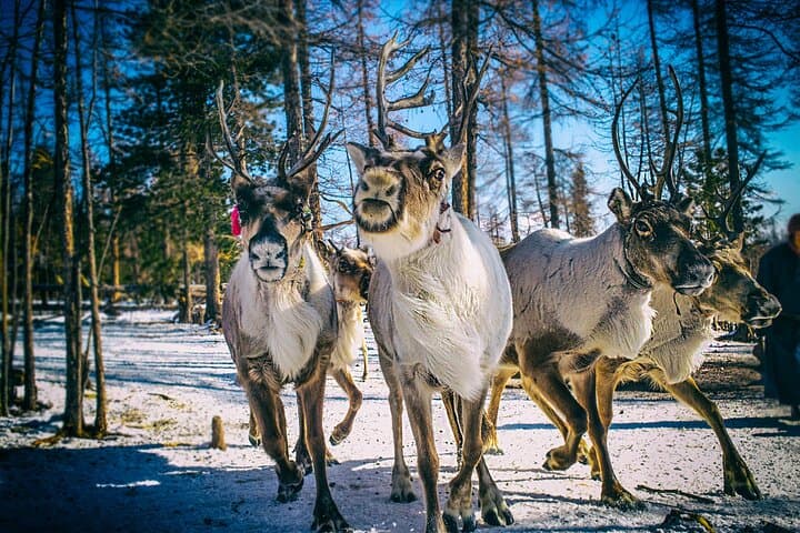Lake Khövsgöl Winter Tour: 6-Day Khatgal, Taiga & Reindeer Experience photo 3