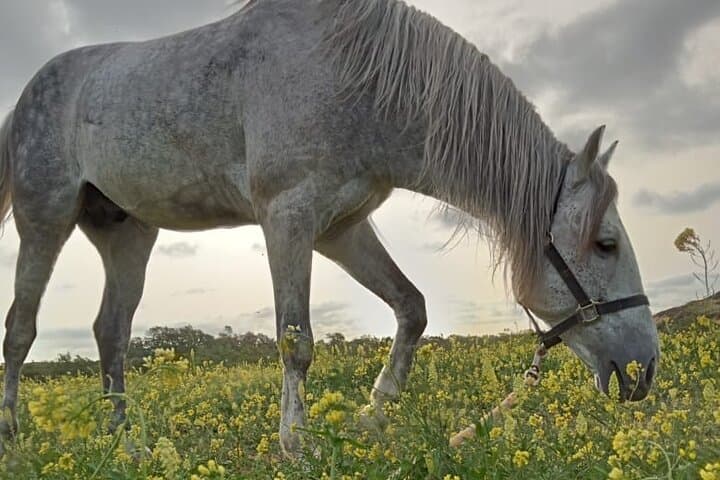 Guided Horse Grooming & Connection Experience in Essaouira photo 6