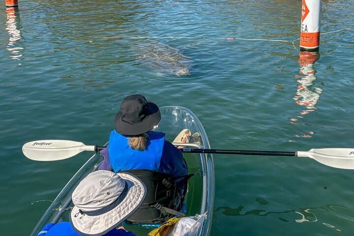Crystal River Clear Kayak Manatee Tour: Guided Manatee Viewing in Florida photo 4