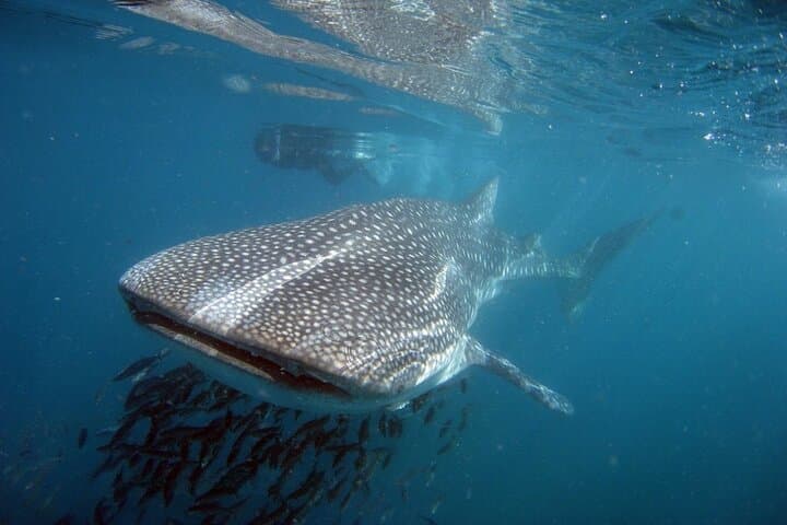 Swimming with La Paz Whale Sharks: A Practical Guide to Encounters in La Paz Bay photo 1