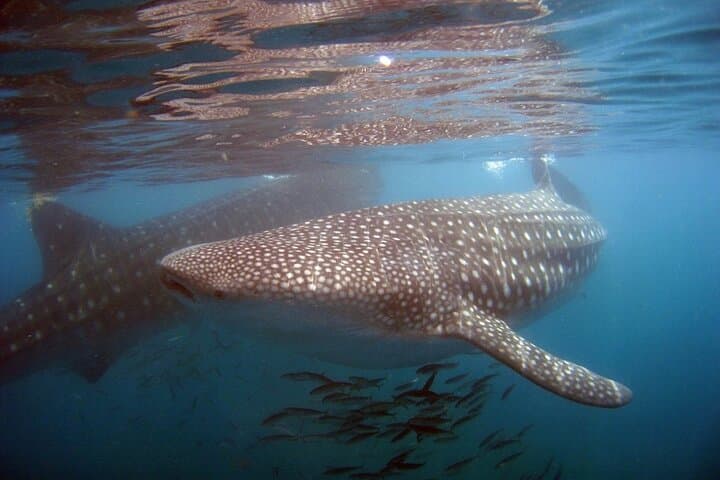 Swimming with La Paz Whale Sharks: A Practical Guide to Encounters in La Paz Bay photo 2