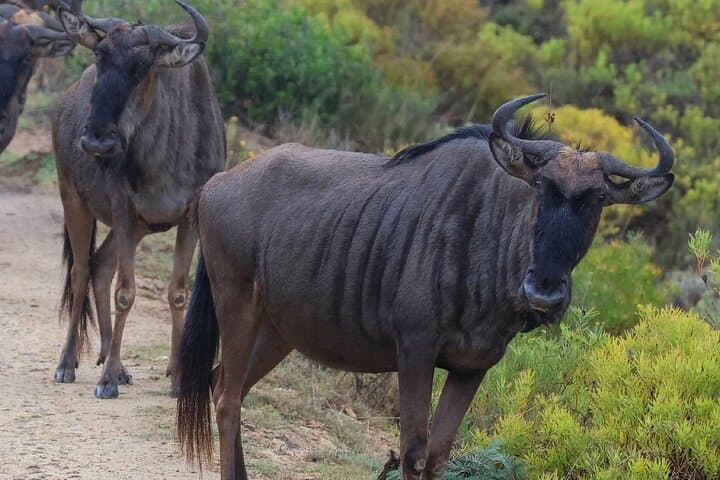 4-Day Garden Route & Addo Elephant Safari from Cape Town photo 5