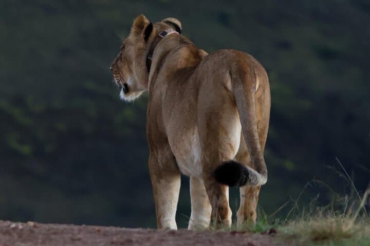 4-Day Garden Route & Addo Elephant Safari from Cape Town photo 6