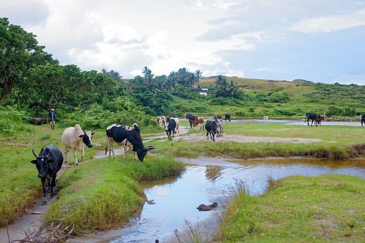 Madagascar East Coast Ecotourism: 14-Day Highlands-to-Coast 4x4 Expedition photo 4