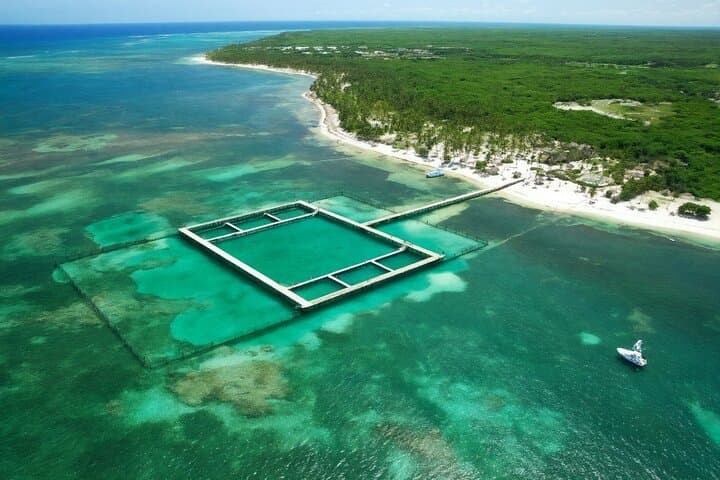 Sharks and Stingrays Snorkeling + Parasailing in Punta Cana photo 6