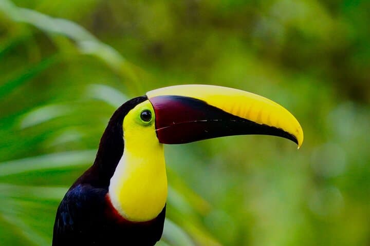 Manuel Antonio Wildlife Tour — Sloths, Monkeys & Beach Access photo 5