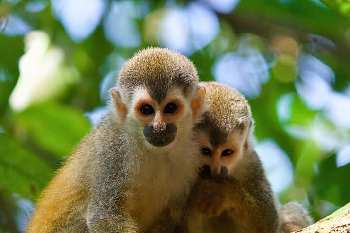 Manuel Antonio Wildlife Tour — Sloths, Monkeys & Beach Access photo 6