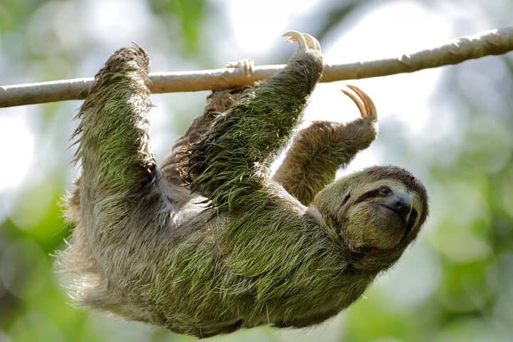 Manuel Antonio Wildlife Tour — Sloths, Monkeys & Beach Access photo 2