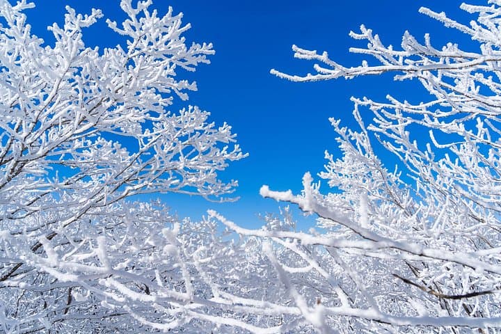 Pyeongchang Winter Blossom Photo Tour: Alpacas, Snow Ranches & Cable Car Views