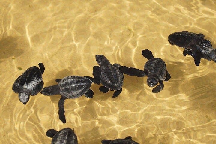 Galle Day Tour: Madu Ganga Safari, Turtle Hatchery & Galle Fort