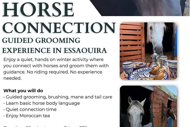 Guided Horse Grooming & Connection Experience in Essaouira