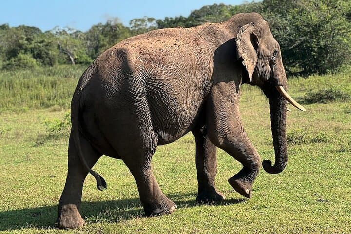 Full-Day Safari in Yala National Park with Yala Wild Trails photo 2