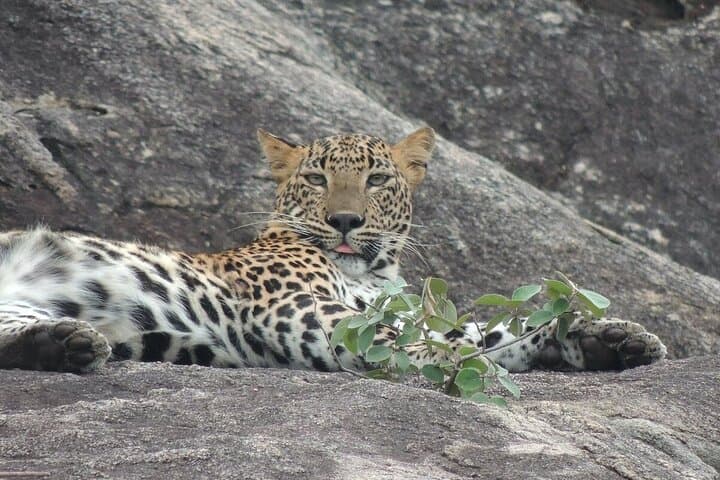 Full-Day Safari in Yala National Park with Yala Wild Trails photo 3