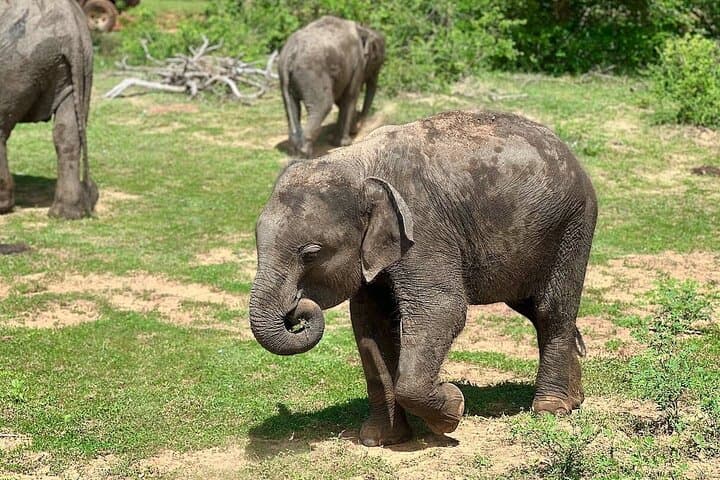 Full-Day Safari in Yala National Park with Yala Wild Trails photo 5