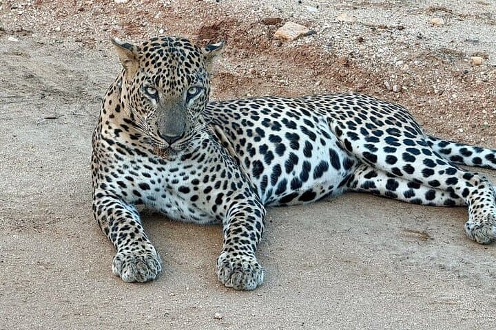 Full-Day Safari in Yala National Park with Yala Wild Trails photo 6