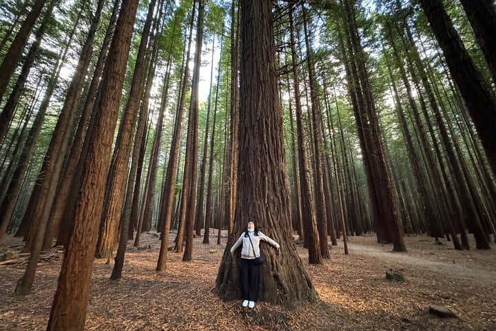 Rotorua Private Day Tour: Kiwi Hatchery, Māori Village, HellsGate & Redwoods TreeWalk photo 2