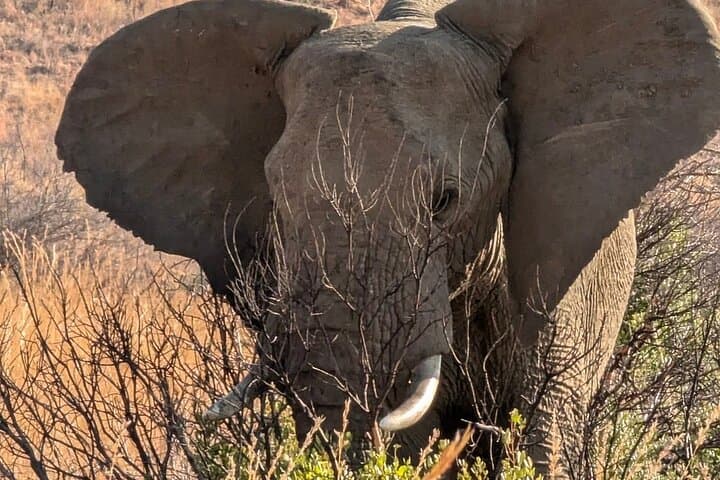 Full-Day Kruger National Park Safari from Hazyview: Big Five Game Drive photo 4