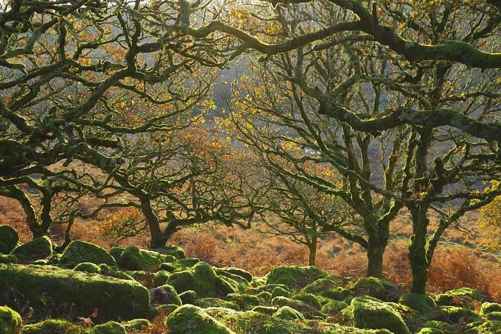 Private Full-Day Dartmoor Adventure: Grimspound, Wistman's Wood & Hound Tor photo 5