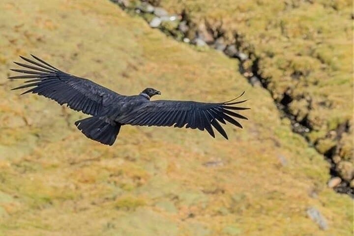 Antisana Volcano Condor Watching: Private Andes Birding Experience from Quito photo 5