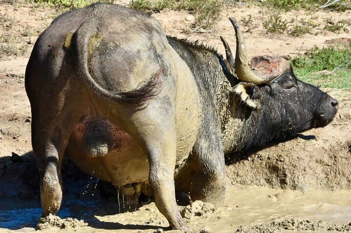Addo Elephant National Park Full-Day Game Drive with BBQ BBQ Lunch photo 6