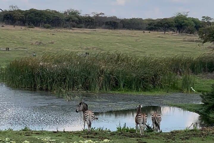 Harare in a Day: Wildlife, Shona Sculpture & Balancing Rocks Private Tour photo 4