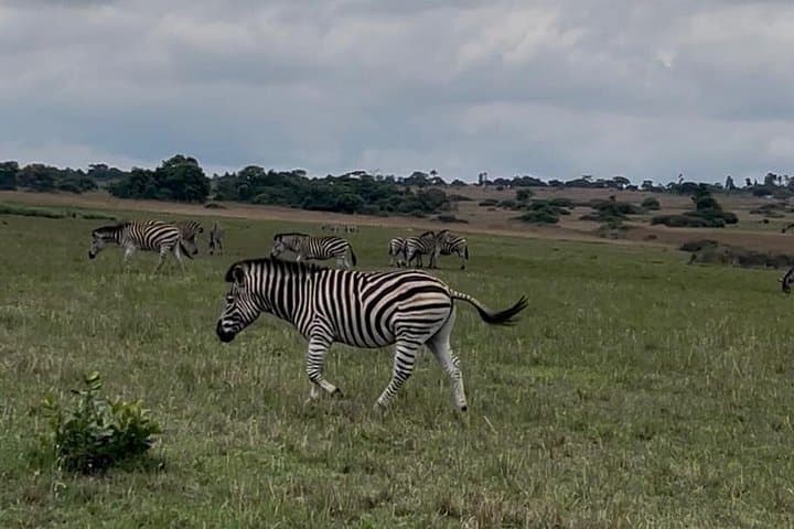 Harare in a Day: Wildlife, Shona Sculpture & Balancing Rocks Private Tour