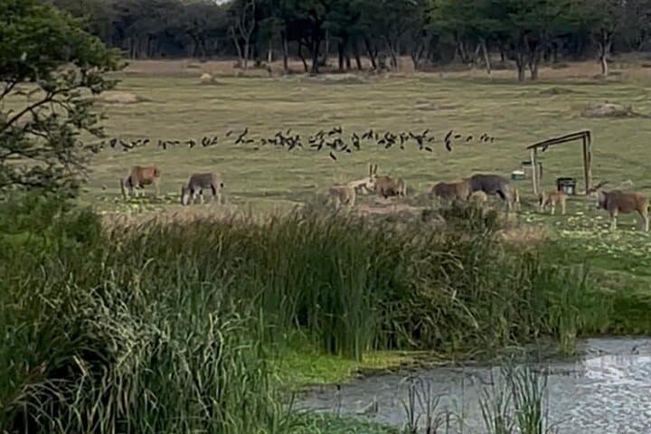 Harare in a Day: Wildlife, Shona Sculpture & Balancing Rocks Private Tour photo 2