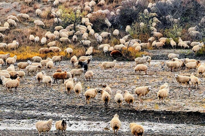 Rainbow Mountains & David Gareji: Private Day Trip from Tbilisi photo 5